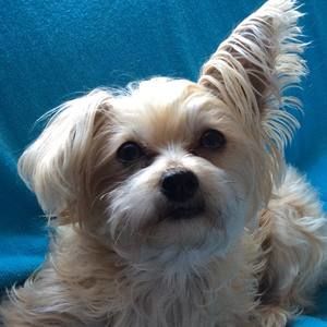 Meet your Posher, Peggy